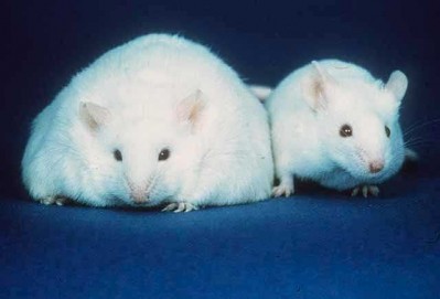 Chemical contaminant linked to obesity in mice