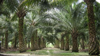 Indonesia’s plantation war with foreign conglomerates