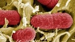 EFSA: Campylobacter and E.coli cases rise