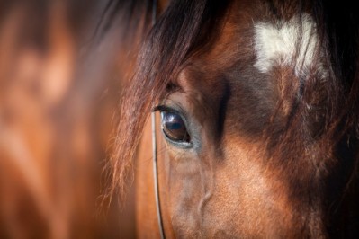 The EU has been urged to ban Brazilian horsemeat exports over food safety fears