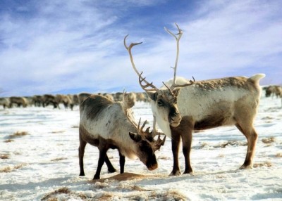 Kamchatka boasts 44,000 reindeer