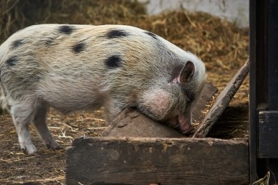 Farmers keeping a maximum of 50 pigs are eligible for the aid