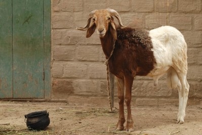 Goat and sheep disease causes crisis in Congo