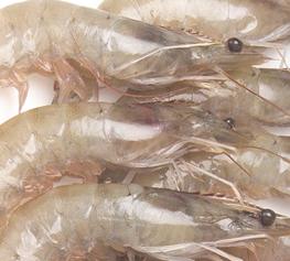 Oman’s $130m shrimp farm names lead contractor