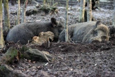 There have so far been two reported cases of African swine fever in Estonia