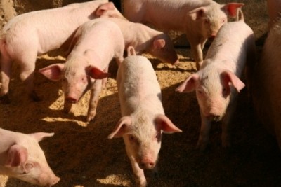Russian pig population under ASF threat