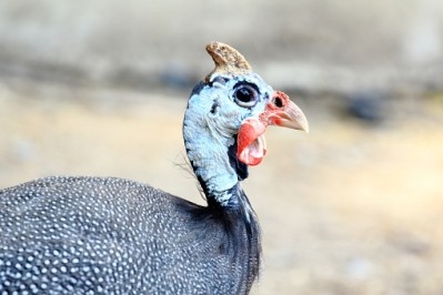 French guinea fowl bred outdoors has been added to the list of protected EU meats