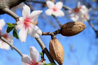 Is California's almond industry killing off bee populations and drying up the state's precious water resources - or has it been unfairly targetted?