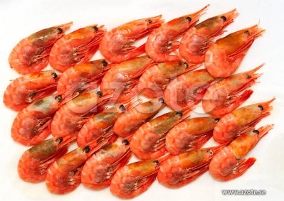 Saudi to see $8bn in aquaculture bids while Kuwait shrimp costs soar