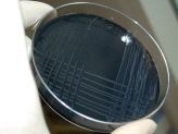 EU reviews campylobacter and E.coli control measures