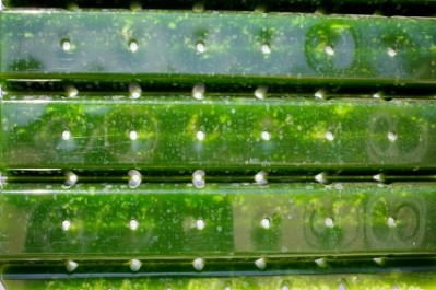 People are pushing the boundaries to create new algae-based foods, but scale is still an issue, says Dr Shapiro