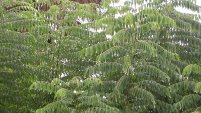 Curry tree leaf has natural preservative potential: Study