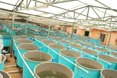 A fish farm. Photo: iStock / Defun