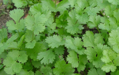 FDA issued an import alert on fresh cilantro from Puebla