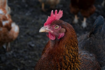 Twenty percent of Ukraine's poultry exports go to Iraq