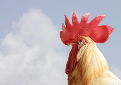 Ozone sterilisation heralds safer chicken