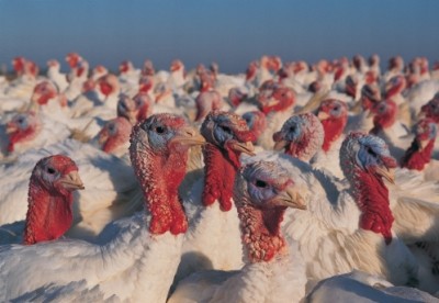 The multi-species animal breeding firm is flocking to Russia's turkey market
