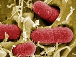 Recruiting E. coli to combat hard-to-treat bacterial infections