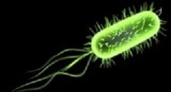 Zoonoses report UK 2012: Campylobacter still top