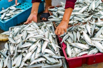 Oceana said EU governments and consumers have a role to play to prevent seafood fraud