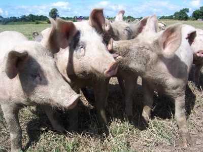 Russia accuses Georgia of swine fever sabotage