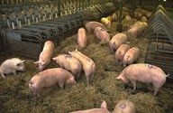 Cherkizovo stops pig investments ahead of Russia’s WTO accession