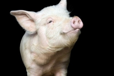 Ukraine pork production is on the rise