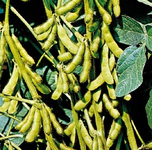 Unak Gida's application for GM soy has been dropped