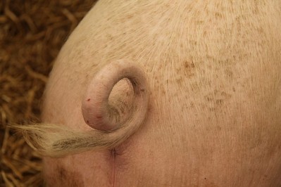 Tail-docking - the removal of part of a pigs tail to remove the risk of biting - is a key animal welfare issue