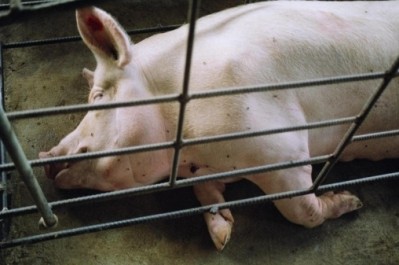 British body warns industry on illegal EU pork