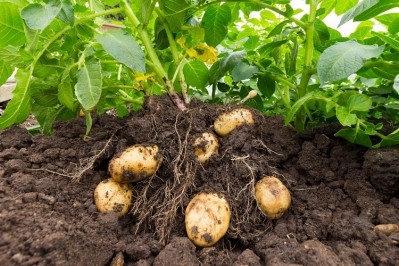 soil potatoes eag1e
