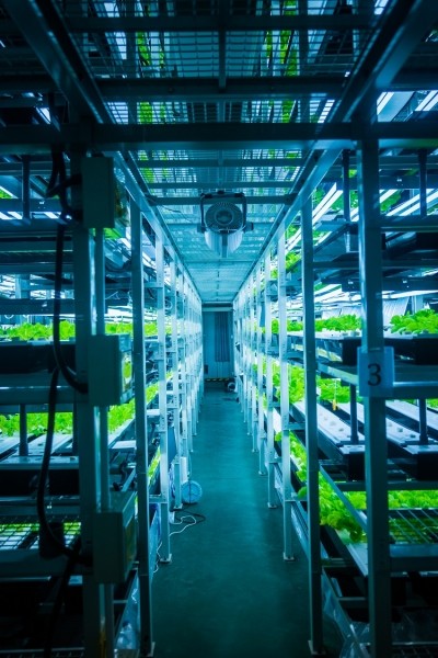 vertical farming hydroponic shansekala