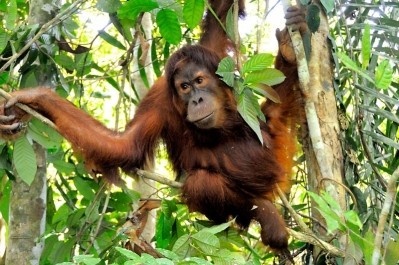 Manufacturers moving steadily towards sustainable palm oil - WWF