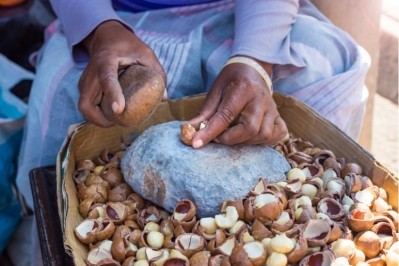 A pioneering Malawian macadamia producer will benefit from the funding secured by AgDevCo from the British Government. Pic: ©GettyImages/Rich Townsend