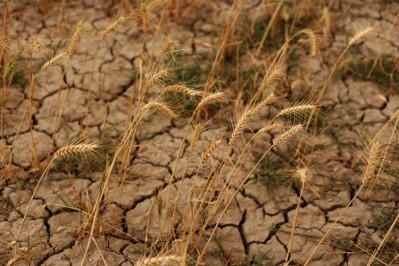 Our reliance on three major crops - including wheat - is putting pressure on the environment. Pic: ©GettyImages/pixelfusion3d