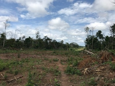 Forest recently destroyed to grow cocoa near Blolequin in Cote D'Ivoire. Photo: Mighty Earth