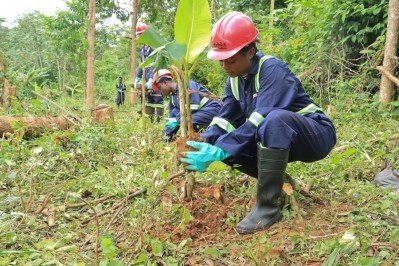Cocoa farmers replanting trees in a reforestation programme. Pic: CN
