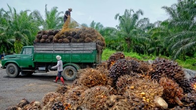 To keep track of members' efforts in promoting sustainable palm oil use, RSPO expects members to summit an Annual Communication on Progress (ACOP) report. ©Getty Images