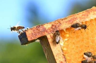 Three quarters of honey worldwide contain pesticides, study finds 