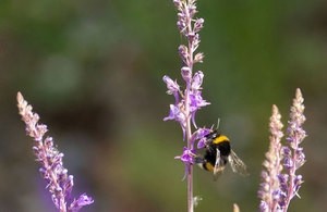 UK backs bees