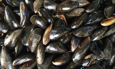 Mussels linked to norovirus outbreak in Spain
