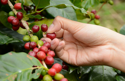 Kona coffee cherry. Picture: iStock/gwyjab