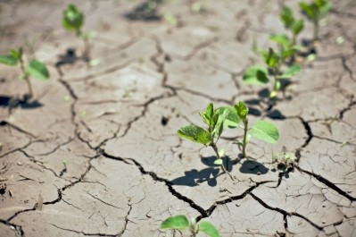 Drought in Europe is hitting the region's agri-food sector ©iStock