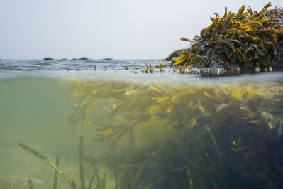 Algaia expects the European market for seaweed ingredients to continue to expand ©iStock/roits d'auteur indigojt