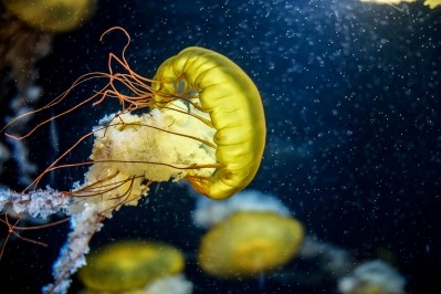 Jellyfish are typically regarded as a last resort food source, but the growing interest of researchers and seafood chefs is triggering a re-think, says Sainsbury's ©GettyImages/ Krishan Lad / EyeEm