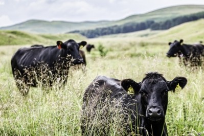 Start-up develops novel approach to AMR in the food chain / Pic: GettyImages-Chris Strickland 
