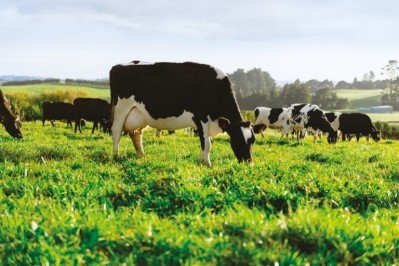 New Zealand's grass fed cows have a lower environmental impact than other farming systems / Pic: Fonterra 