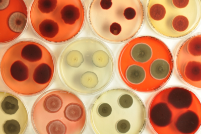 Chromologics founder Gerit Tolborg discouvered a novel group of fungal pigments during her PhD work / Pic: Chromologics 