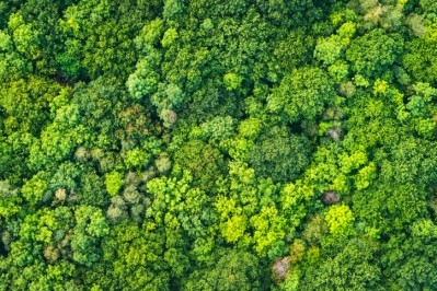 Carbon offset projects allow companies to invest in environmental projects such as land restoration or the planting of trees in other parts of the world to compensate for emissions made elsewhere. Image: Getty/fotoVoyager