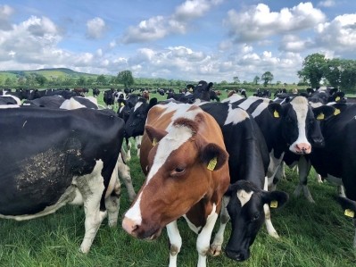 Ireland is renowned for its grass-fed dairy. Image Source: Augustus Bambridge-Sutton